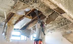 Mold Odor Removal Services in Dunsmuir, CA